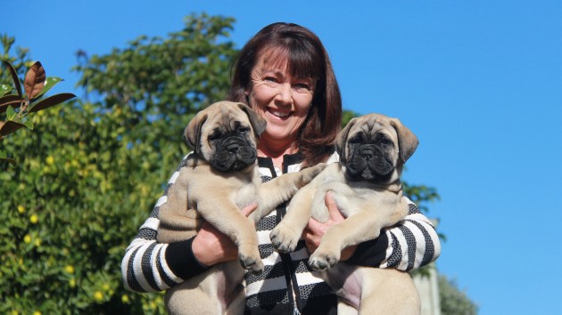 Tracey And Quentin Robinson Bodacious Bullmastiffs 630X354