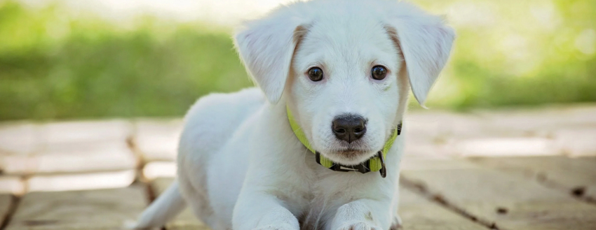 How To Get A Fussy Puppy To Eat Black Hawk Large Image 9