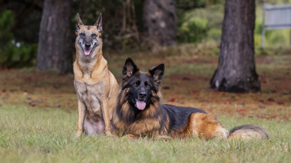 Military Dogs 2000X700