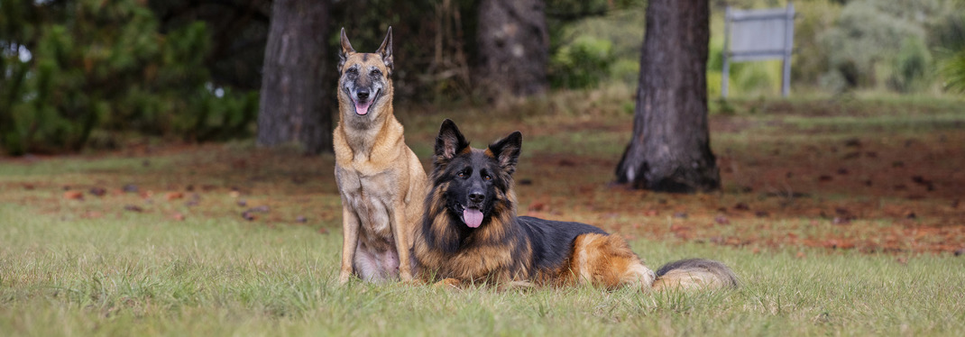 Military Dogs 2000X700