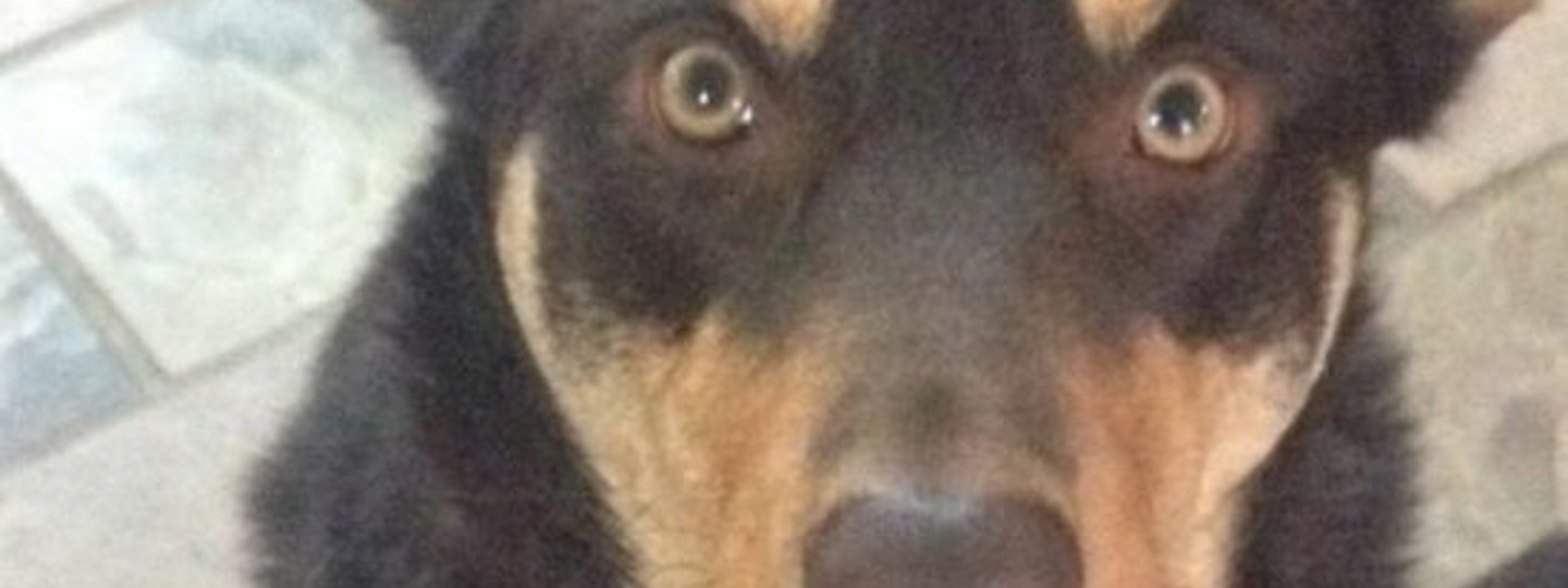 Zeus Dry Joints & Muscles 550X550 background image