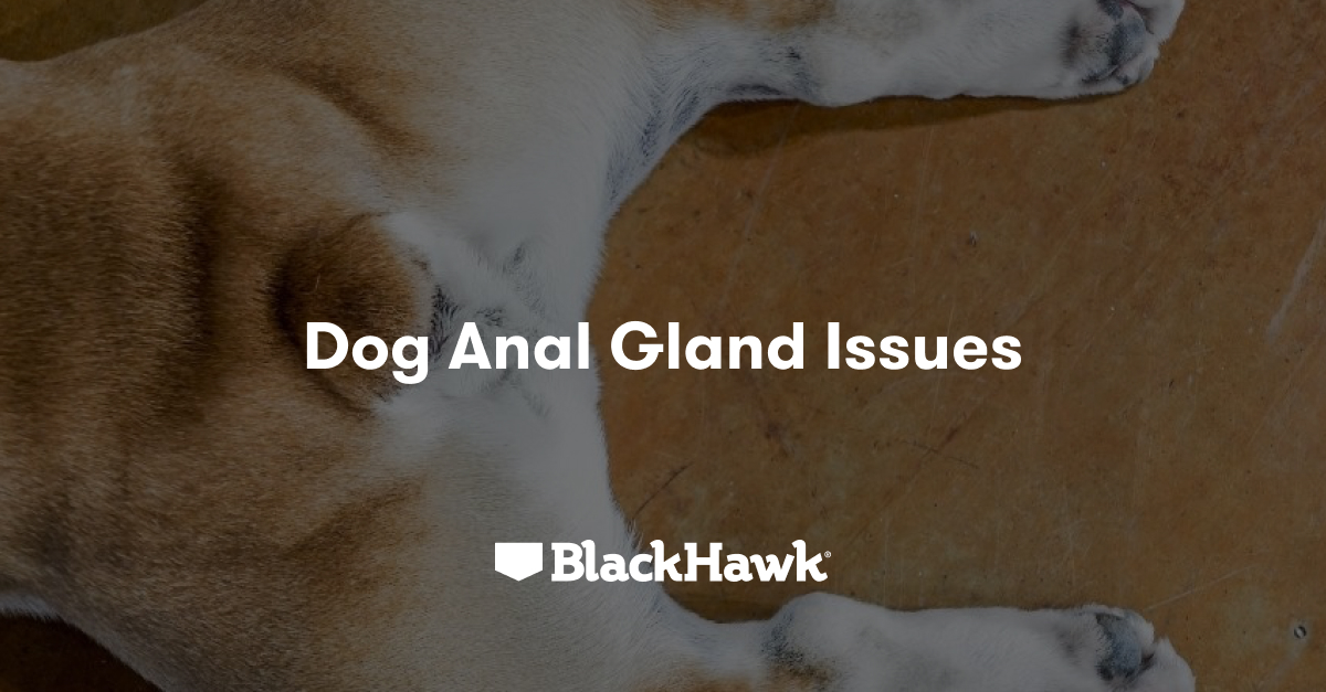 Dog Anal Gland Issues Black Hawk Black Hawk