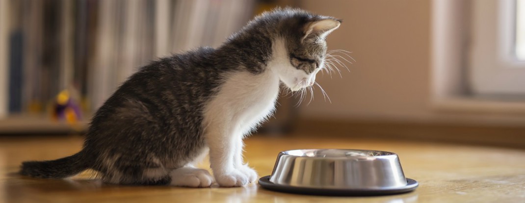 Kitten Nutrition 1240X480