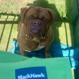 Kaz Freeze Dried Chicken 550X550