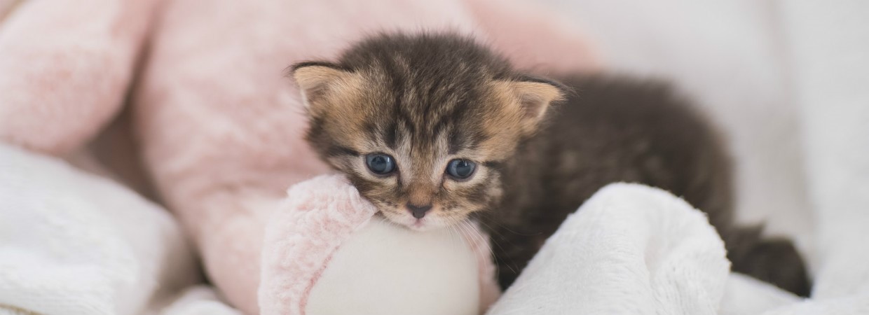 Kitten in toilet best sale