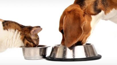 Can Dogs Eat Cat Food Black Hawk Header