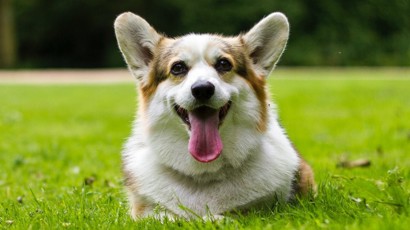 Corgi 1240X450