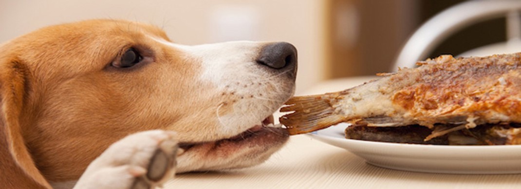 Doggy Diet Tips Landscape (1)