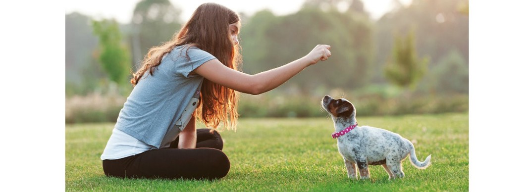 Healthy Dog Treats 1240X450