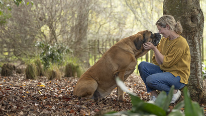 Seniors English Mastiff 1240X450