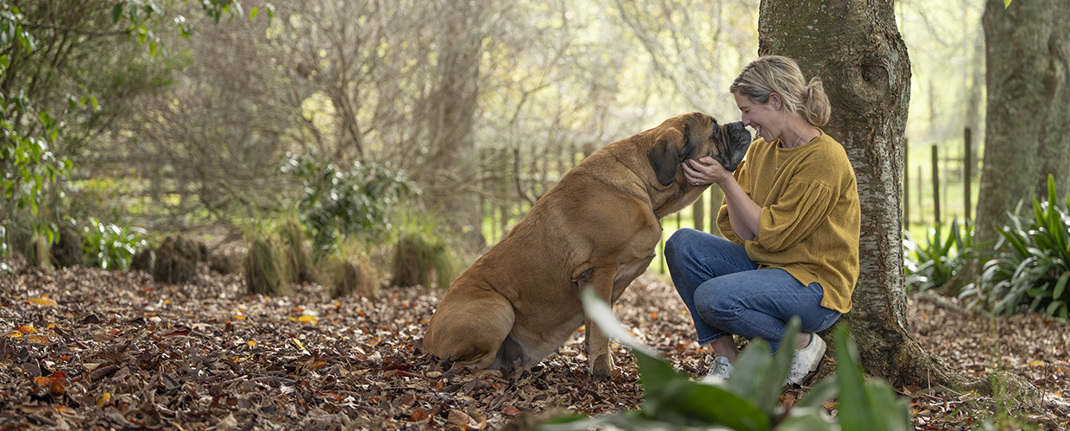 Seniors English Mastiff 1240X450