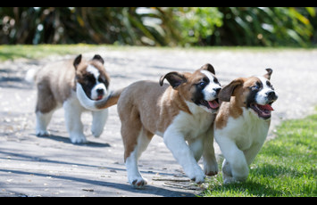 Lusanne Saint Bernards V3 1500X900