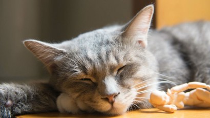 Sleeping Cat