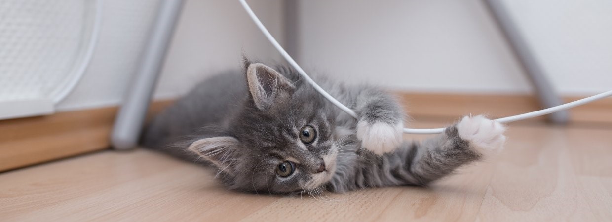 Kitten playing hotsell with toy