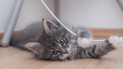 Kitten Playing Games And Exercise 1240X450