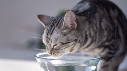 Is Your Cat Dehydrated 2140X1200