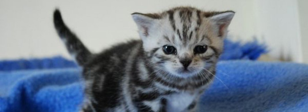 Choosing A Kitten Landscape