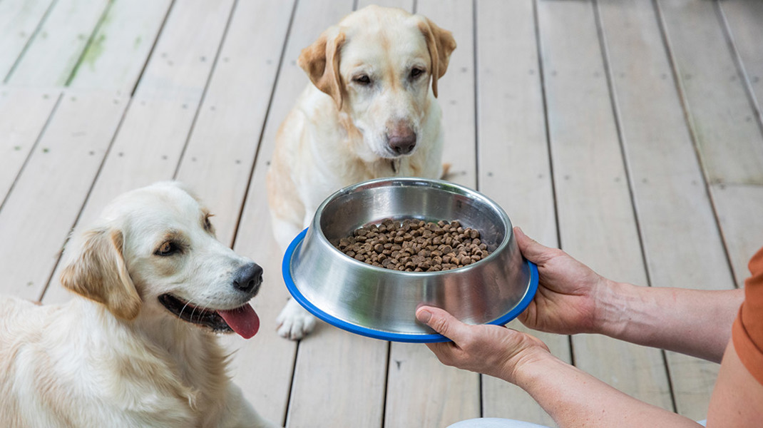 Diarrhoea When Changing Dog Food 1067X598