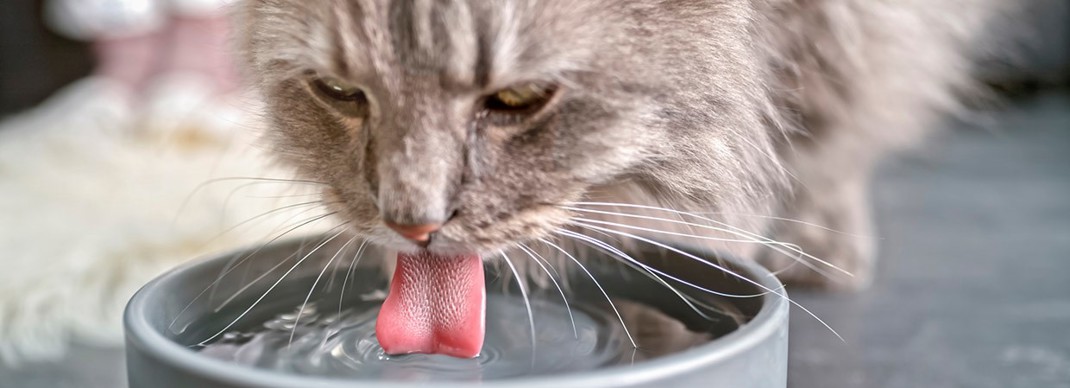 Cat Drinking 1240X450