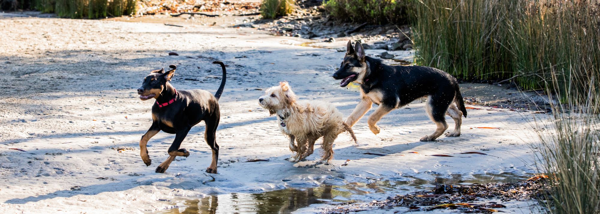 Best dry dog food outlet for australian shepherd puppies