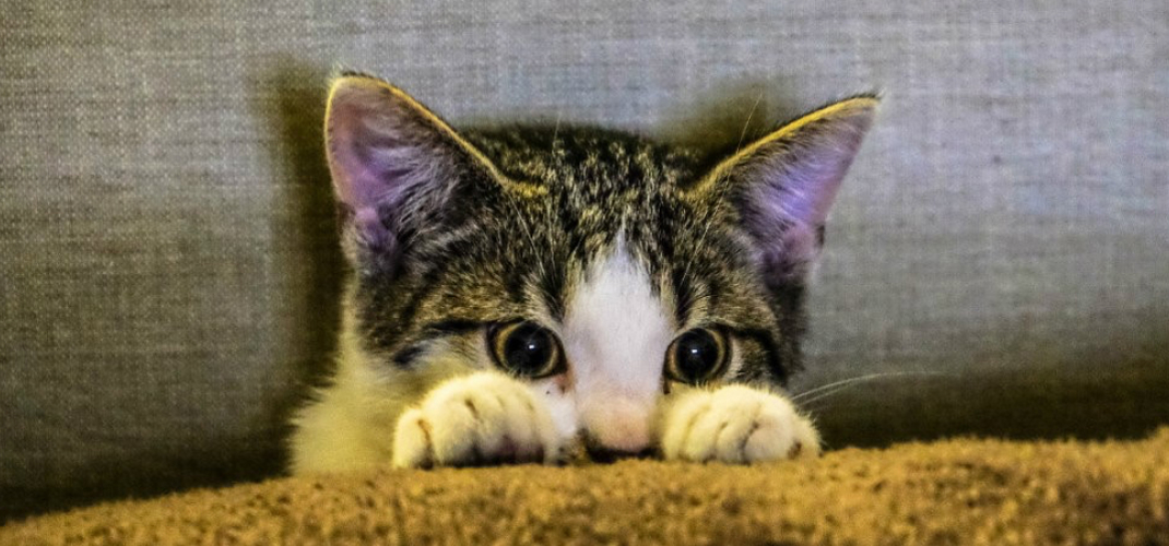 Welcoming A Kitten Into Your Family Black Hawk Header