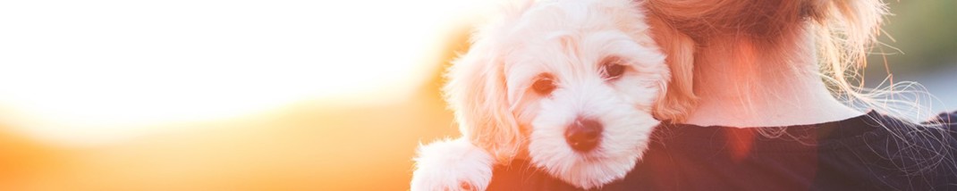 Banner 1600X320 06