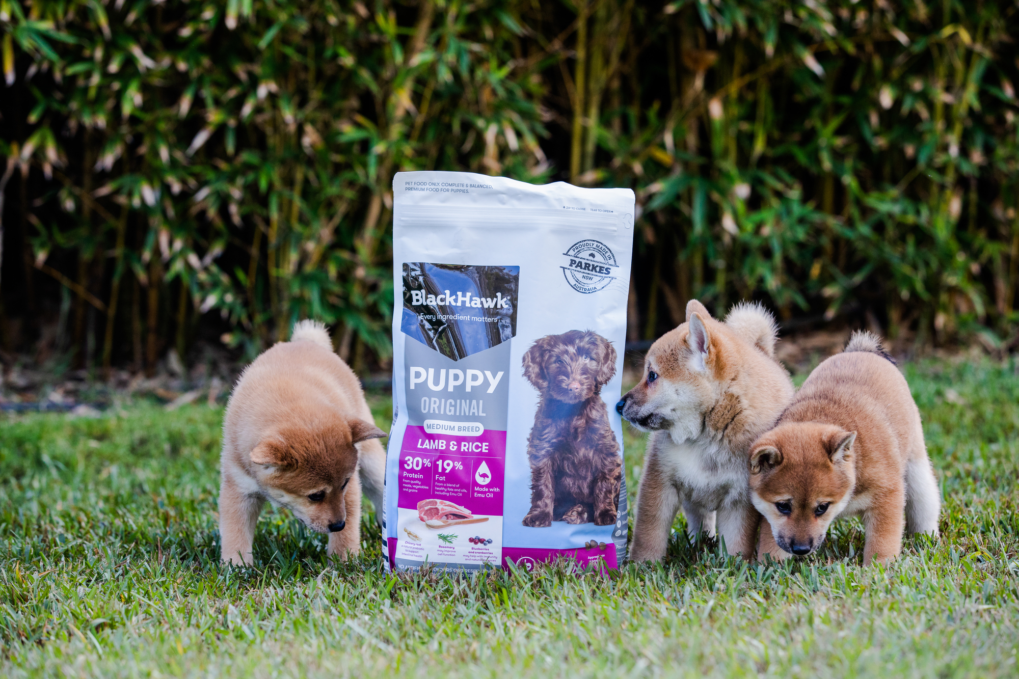 Black hawk dog food hot sale online