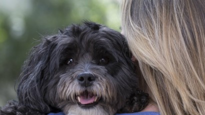 Puppyfamilyintroductions 1240X450