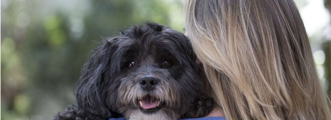 Puppyfamilyintroductions 1240X450