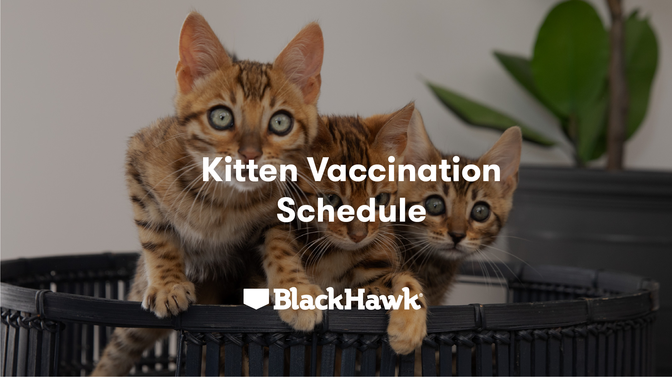 Kitten best sale vaccinations nz