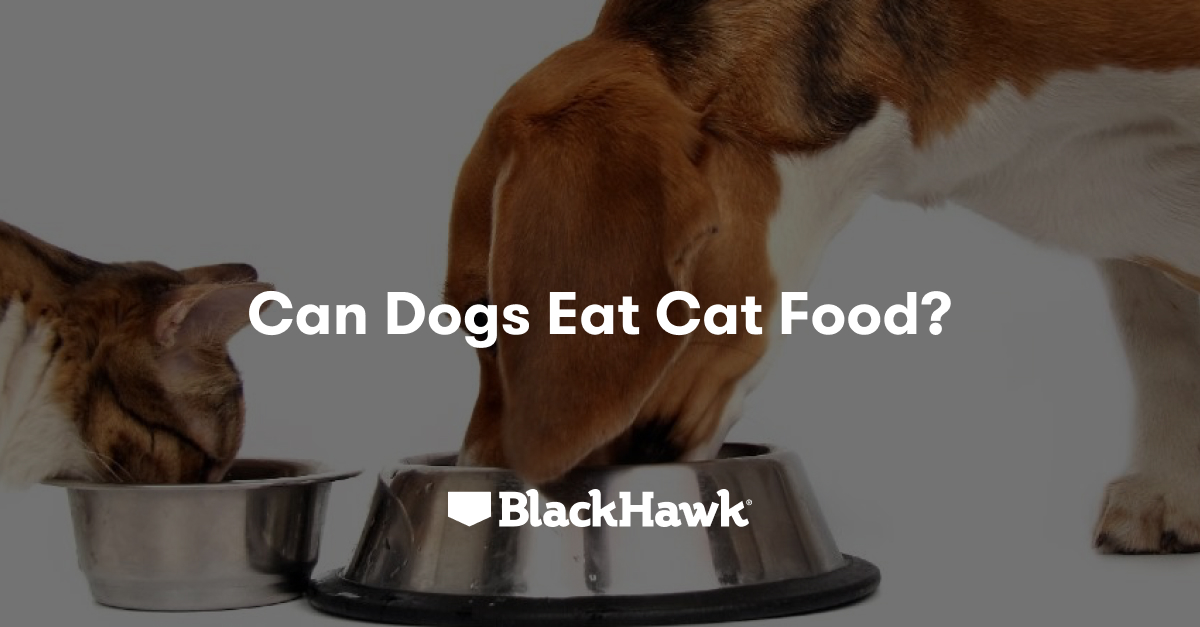 is it ok if my dog eats cat food