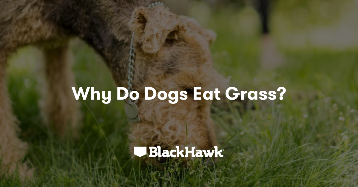 Why do Dogs eat Grass? Black Hawk Black Hawk