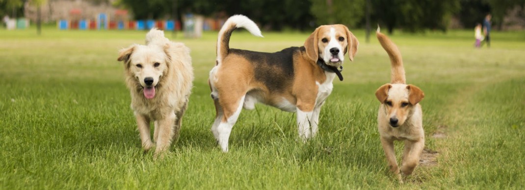 Dogs In The Park 1240X450