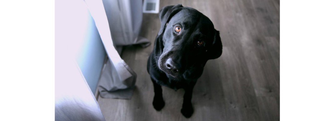 Entertaining Your Dog Inside 1240X450