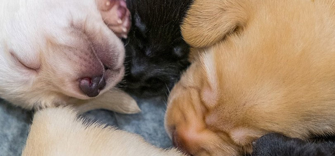 Puppy eyesight store at 10 weeks