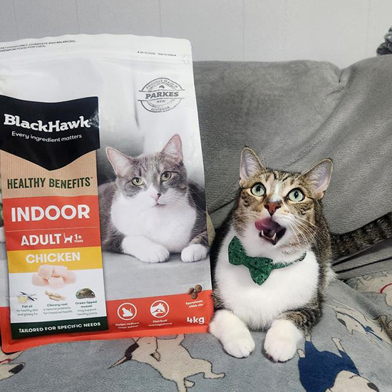 best cat food for less stinky poop
