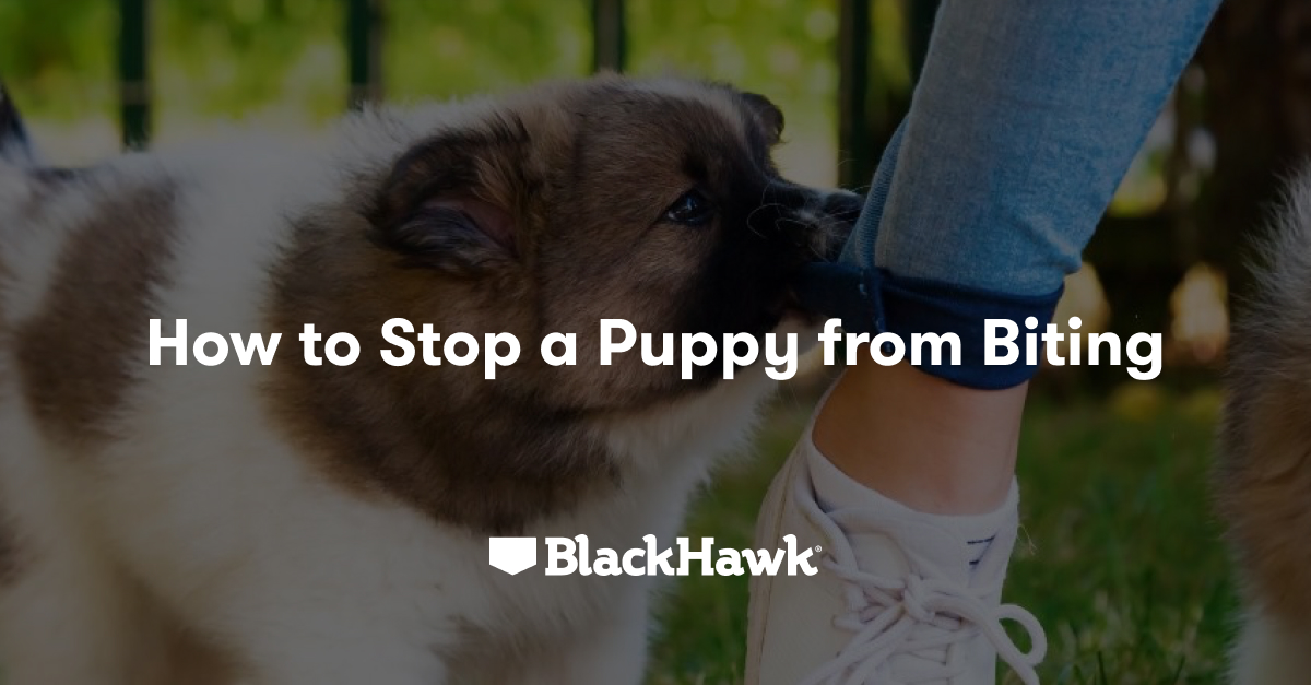 How to Deal with Your Puppy Biting Everything Black Hawk