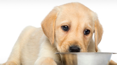 How To Get A Fussy Puppy To Eat Black Hawk Header