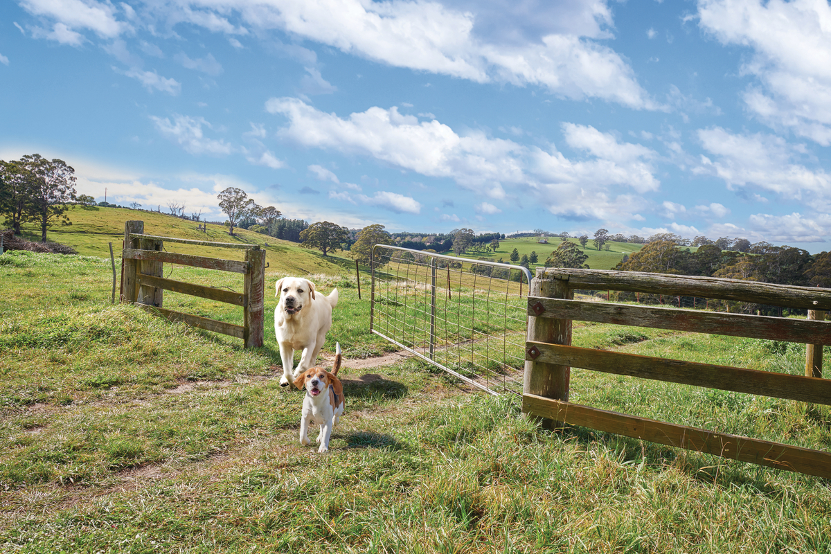 Black hawk dog food clearance city farmers