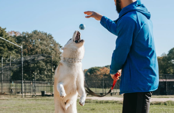 The Weight Game Keeping Your Pets Weight In Check Black Hawk Large Image 9