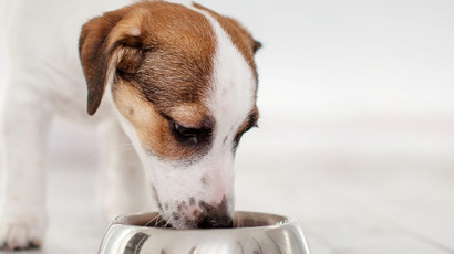 How Often To Feed Your Puppy 1240X450 (1)