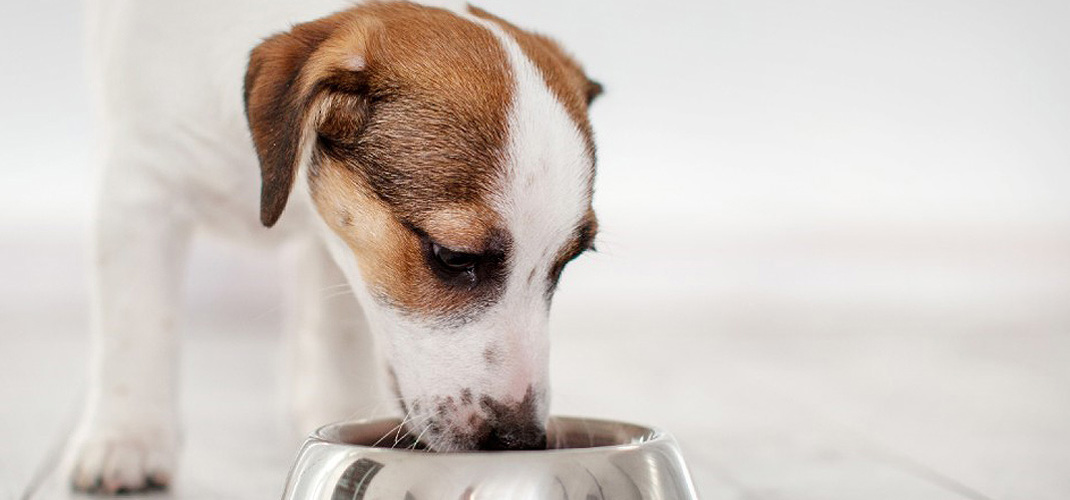 How Often To Feed Your Puppy 1240X450 (1)