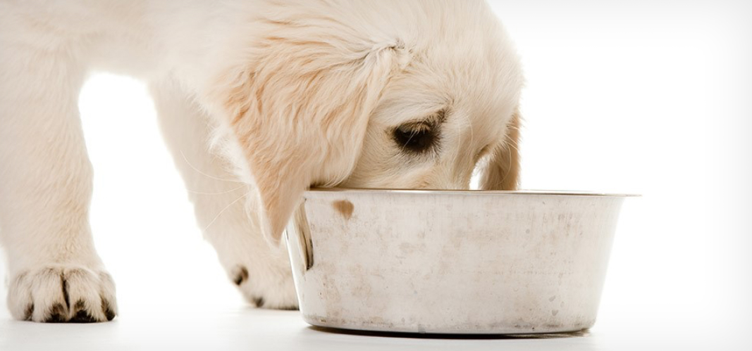 When to switch from puppy food to adult outlet food