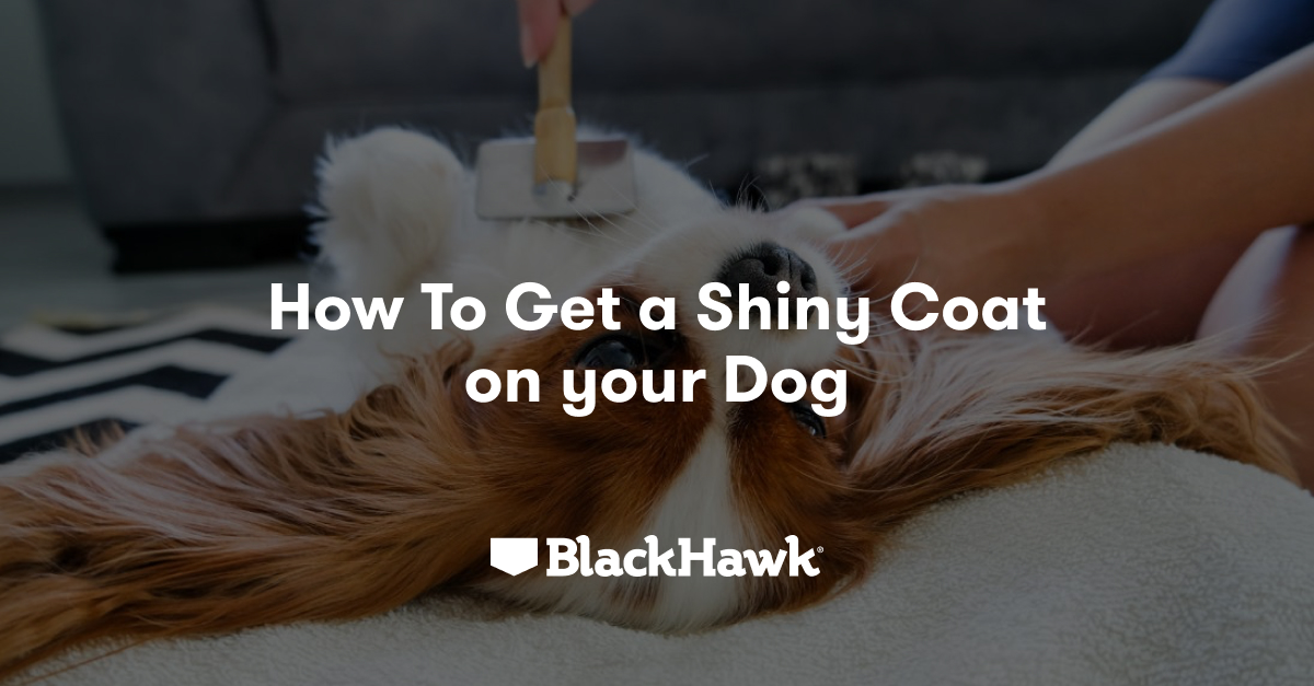 How to make your dog hair shiny best sale