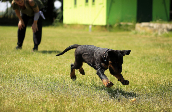 Bringing Home A New Puppy Setting Up Black Hawk Small Image 8