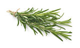 Rosemary 245X147