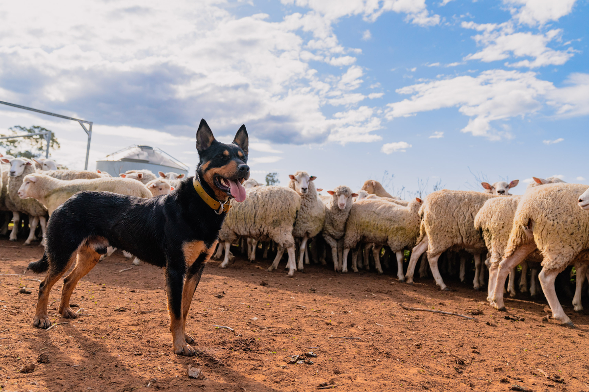 Bear creek hot sale working kelpies