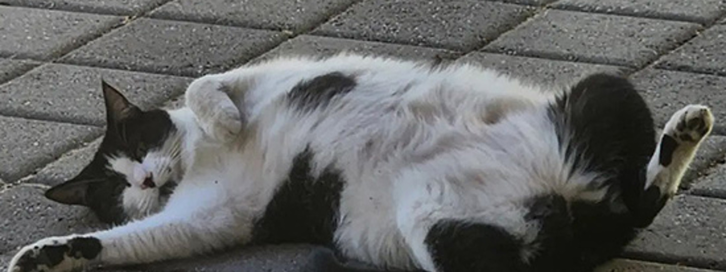Melle Cat 550X550 background image