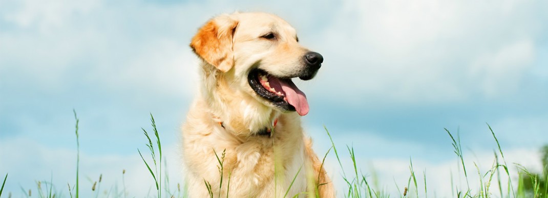 Happy Dog 1240X450