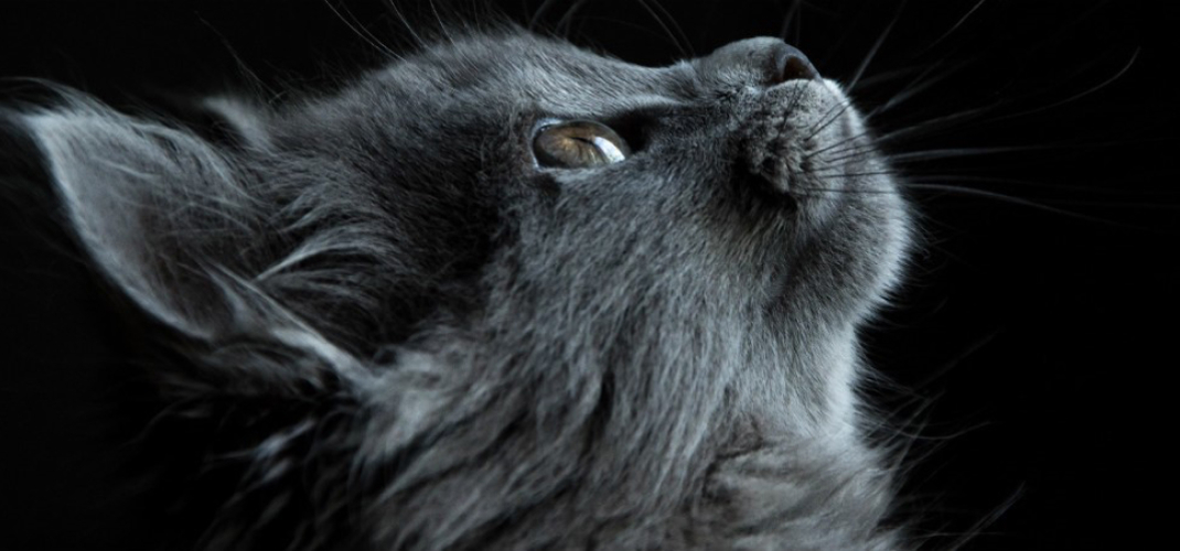 Best Food For A Fussy Cat Black Hawk Header